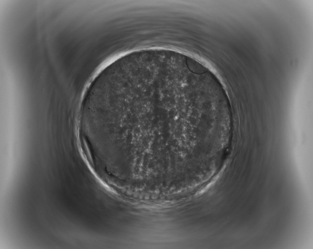 X0000086731525200704271620