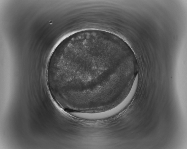 X0000086731531200704271620