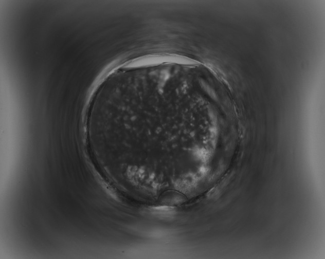 X0000086730053200705041356