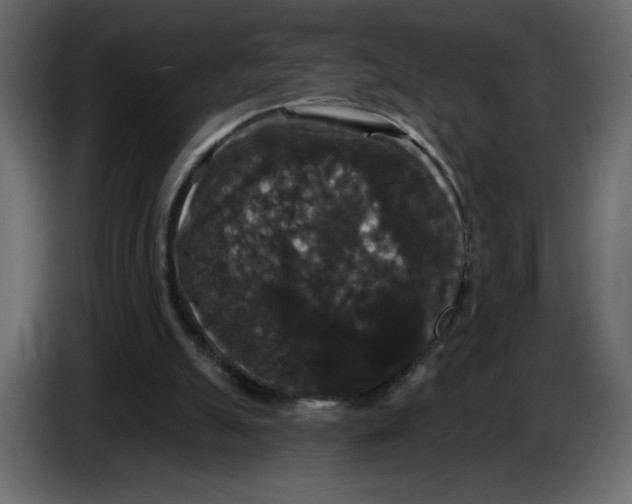 X0000086730055200705041356