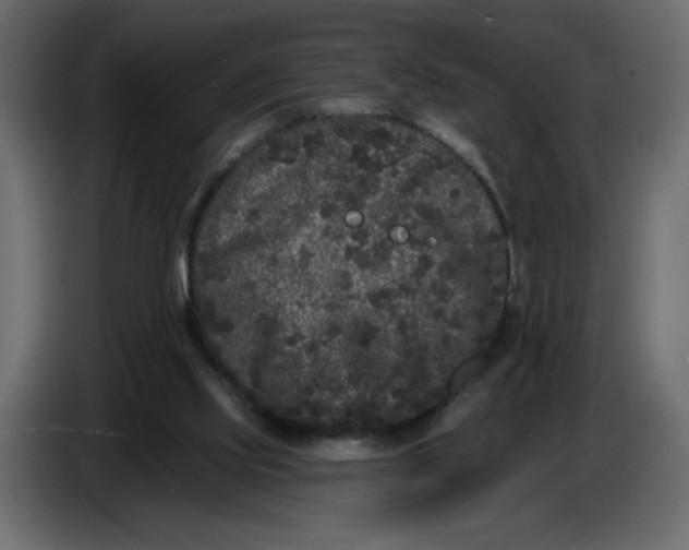 X0000086730061200705041356