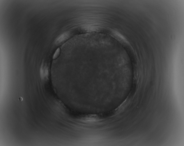 X0000086730124200705041355