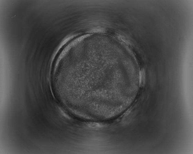 X0000086730195200705041354