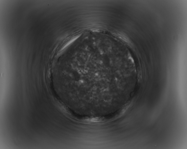 X0000086730365200705041352