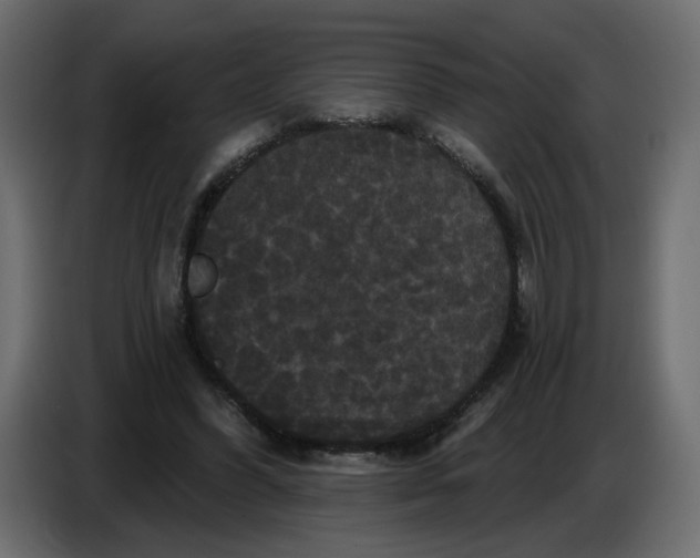 X0000086730396200705041352