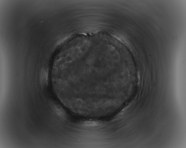 X0000086730404200705041352