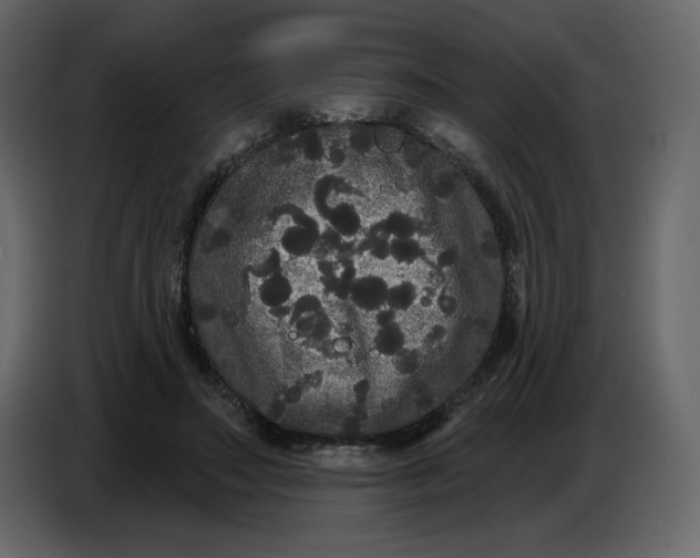 X0000086730499200705041350