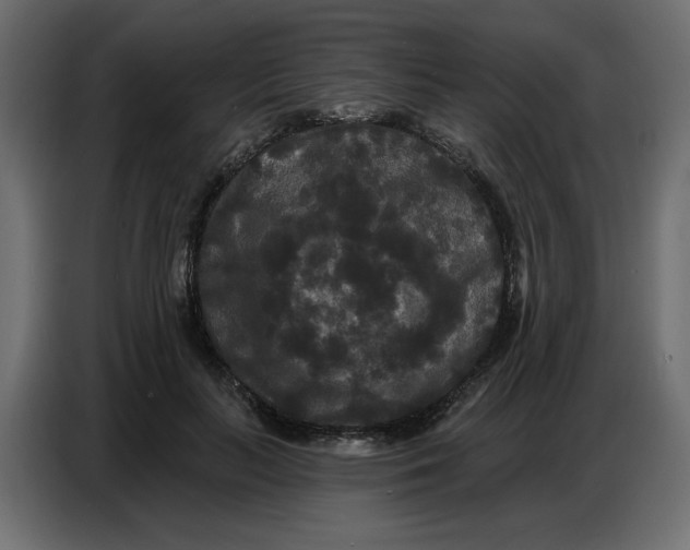 X0000086730647200705041348