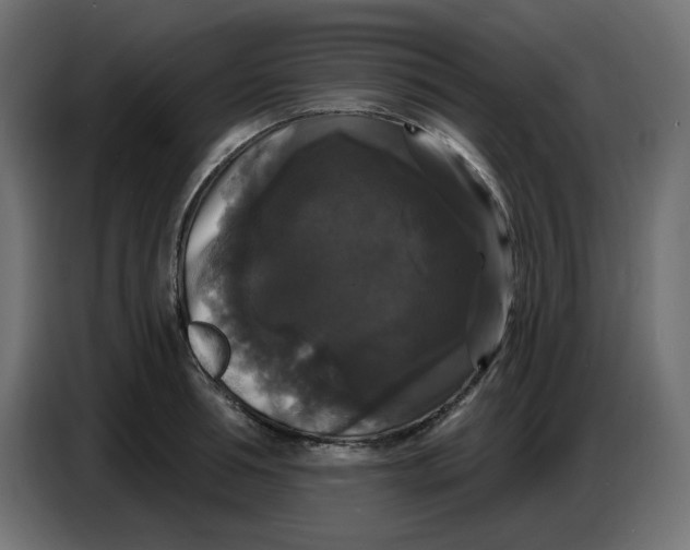 X0000086730994200705041344