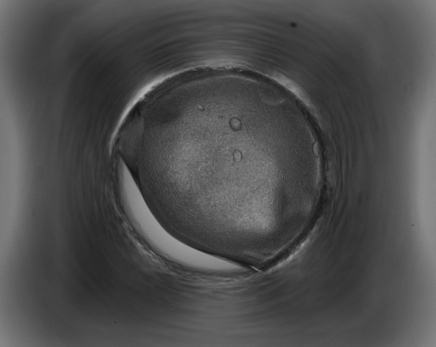 X0000086731022200705041343