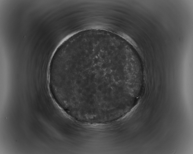 X0000086731028200705041343