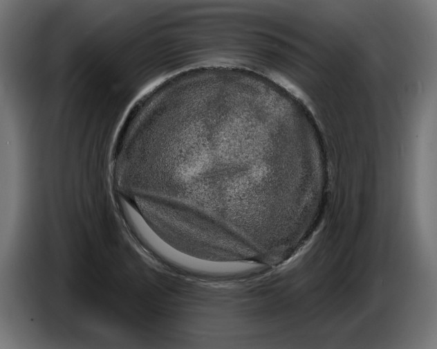 X0000086731029200705041343