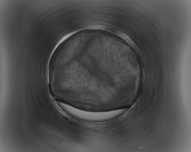 X0000086731036200705041343