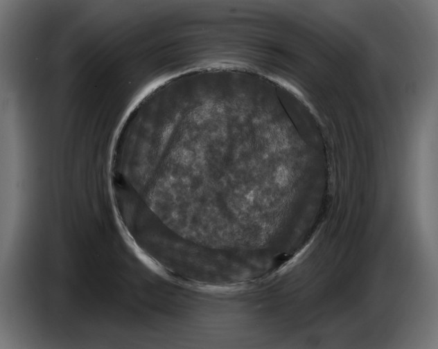 X0000086731038200705041343