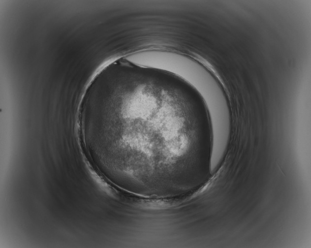 X0000086731042200705041343