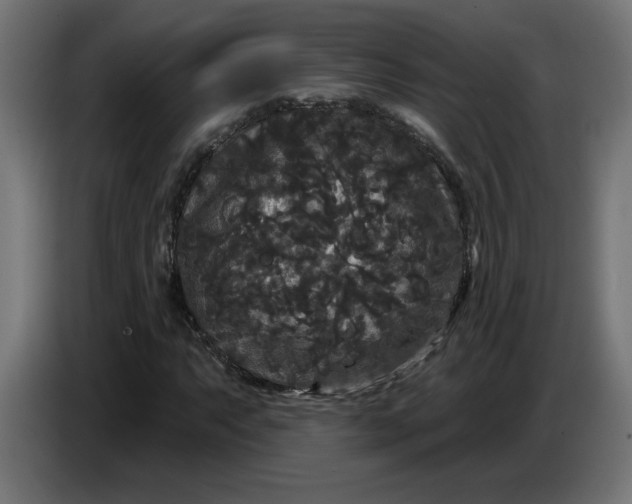 X0000086731063200705041343