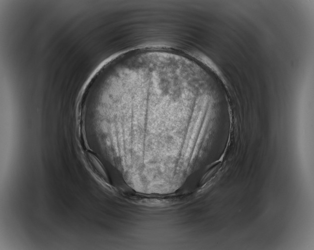 X0000086731124200705041342