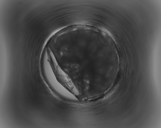 X0000086731125200705041342