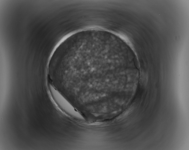 X0000086731295200705041340