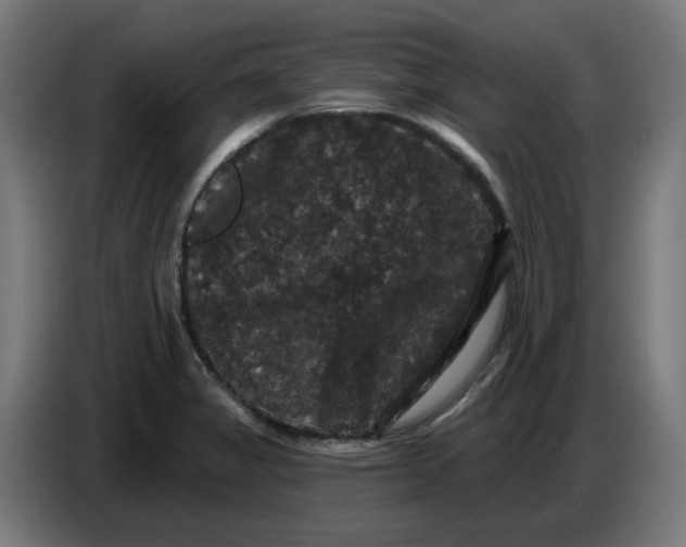 X0000086731325200705041340