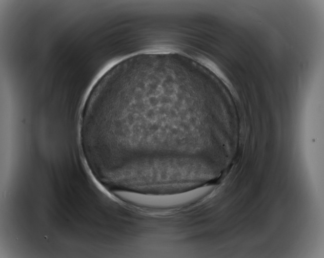 X0000086731484200705041337