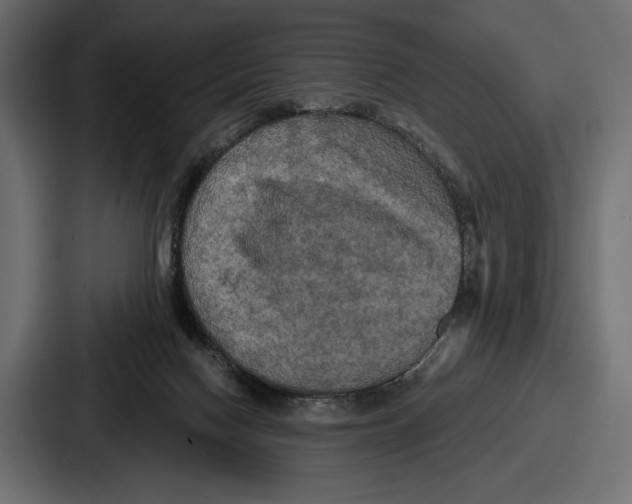 X0000086730074200705111623