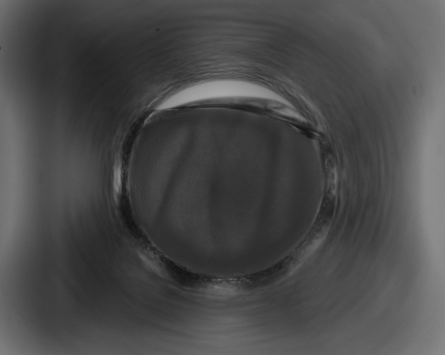 X0000086730076200705111623