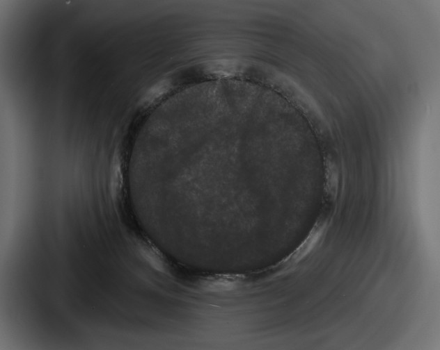 X0000086730128200705111622