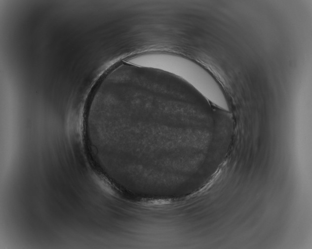 X0000086730156200705111622