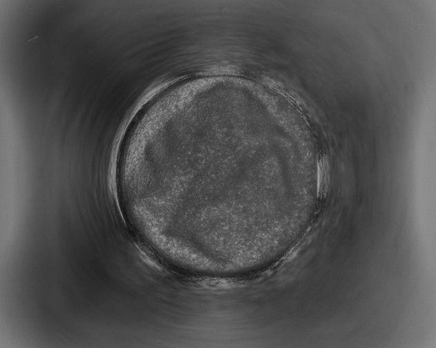 X0000086730195200705111622