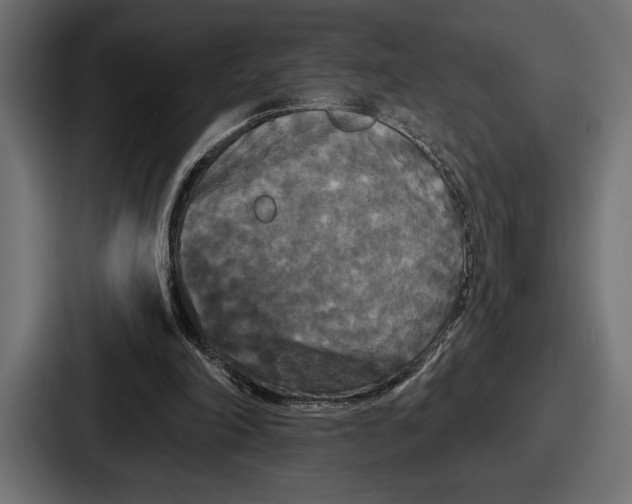 X0000086730198200705111622