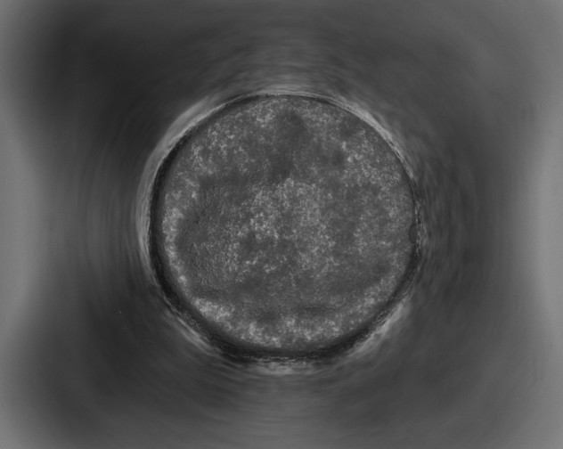X0000086730199200705111622