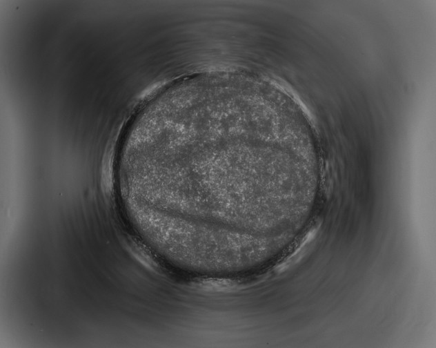 X0000086730203200705111621