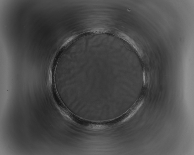 X0000086730205200705111621
