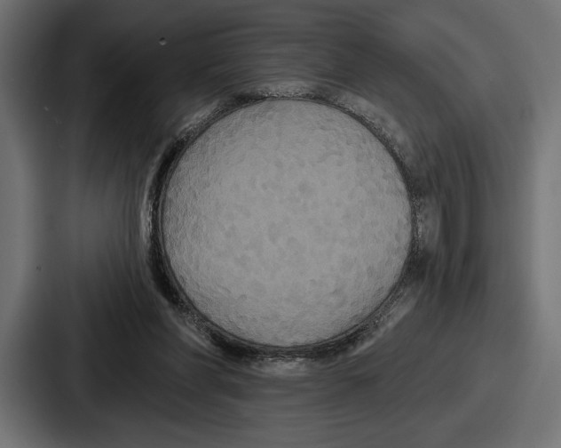 X0000086730206200705111621