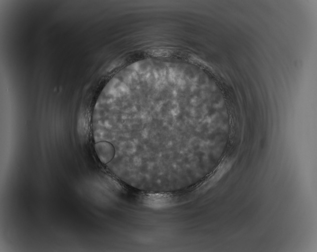 X0000086730240200705111621