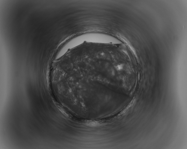 X0000086730249200705111620