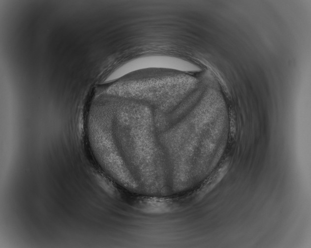 X0000086730261200705111620