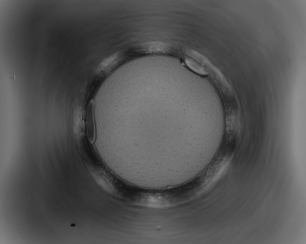 X0000086730264200705111621