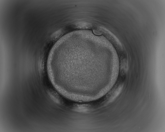 X0000086730268200705111621