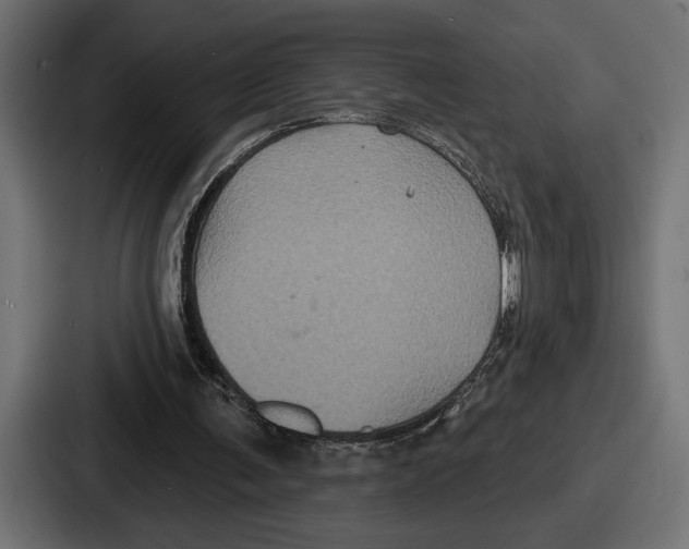 X0000086730291200705111620