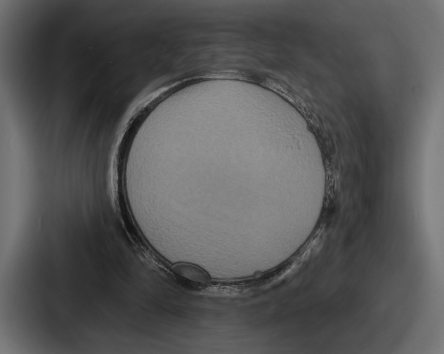 X0000086730294200705111620
