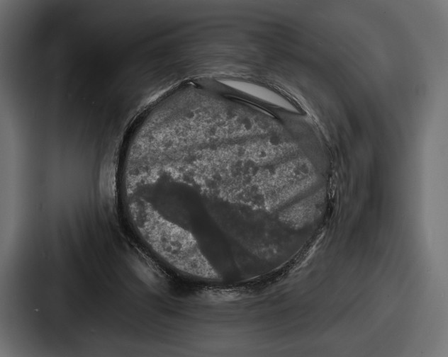 X0000086730299200705111620