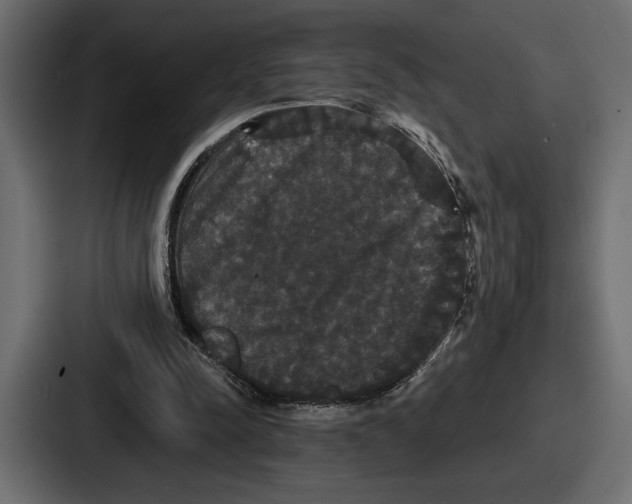 X0000086730342200705111619