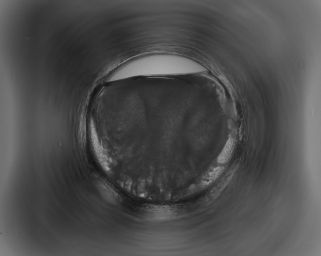 X0000086730349200705111619