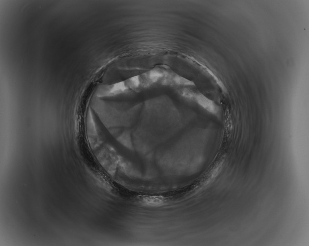 X0000086730355200705111619