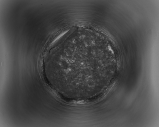 X0000086730365200705111619