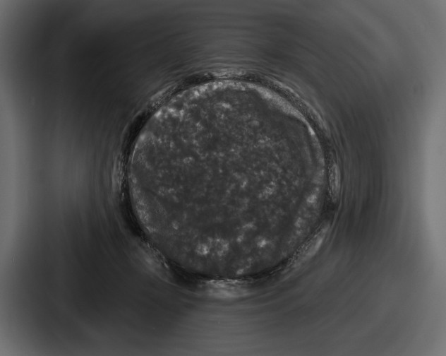 X0000086730367200705111619