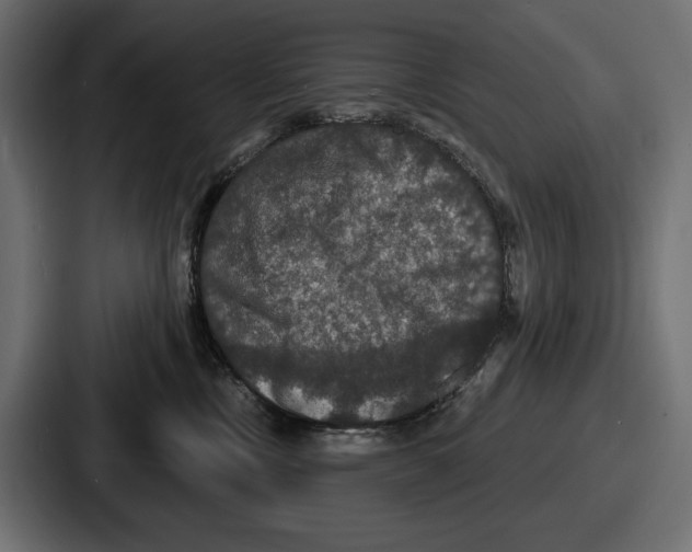 X0000086730378200705111620
