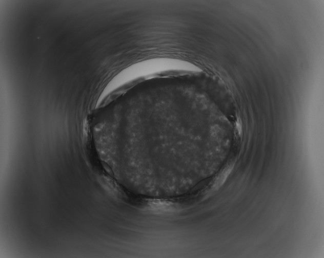 X0000086730380200705111620